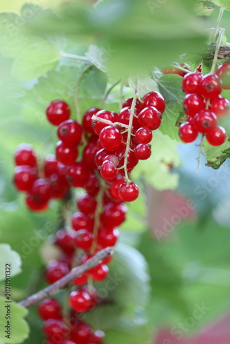 Ripe red currants on the bush close up