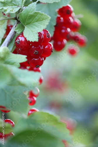 Ripe red currants on the bush close up