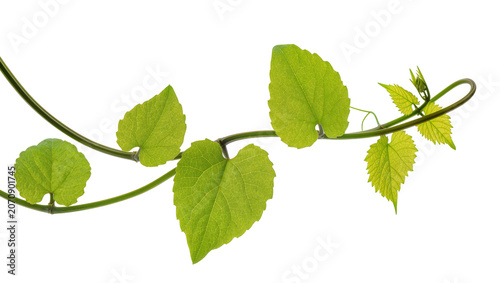 Фотография Isolated fresh green vine with young leaves and twisting tendril, elegant organic plant growth