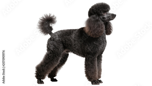 Принти на полотні Isolated elegant black standard poodle standing gracefully in profile, looking a