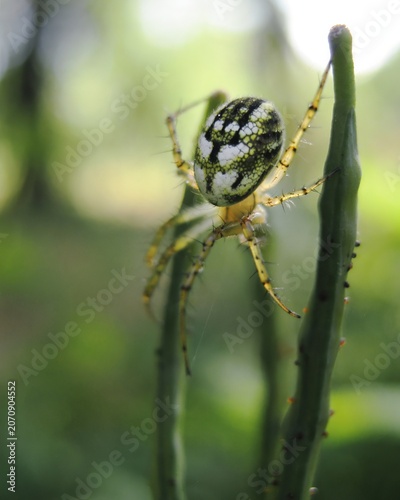 Tableau sur toile Macro view of a forest spider clinging to dewy green stems