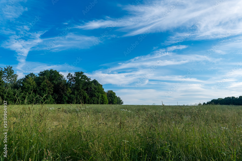 Fototapeta premium Bright blue sky covers green field with trees in background during daytime