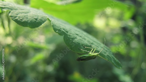 Photos Delicate green leafhopper resting beneath a sunlit leaf