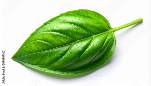 3D bright green basil leaf slightly curved icon isolated on white back