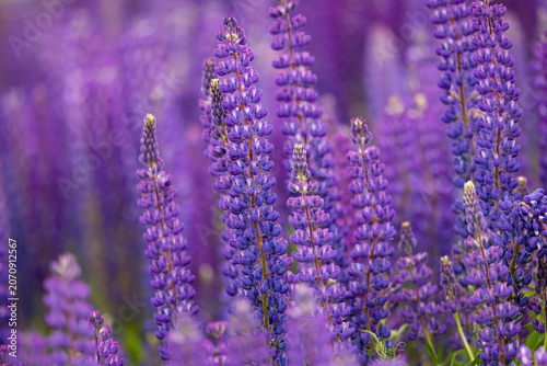 фотографія Wild lupines growing in a field, Prince Edward Island, Canada,