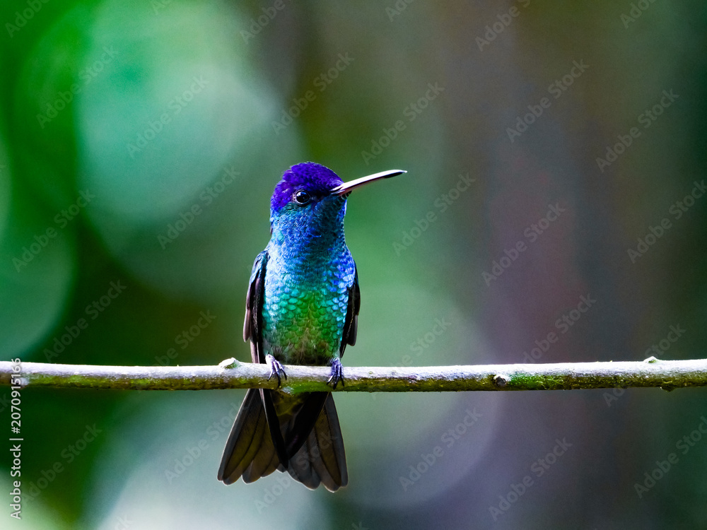Fototapeta premium A vibrant, jewel-toned hummingbird, showcasing its shimmering iridescent plumage, gracefully perches on a slender branch, captured in the rich, natural beauty of Peru's diverse wildlife
