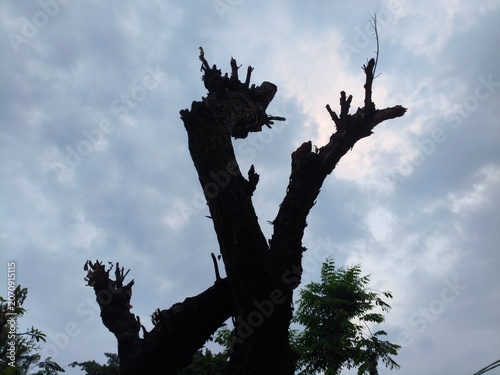 Silhouette of a bare tree against a cloudy sky, suggesting nature's resilience and the changing seasons