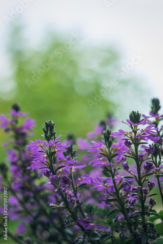 lavender flowers in the garden