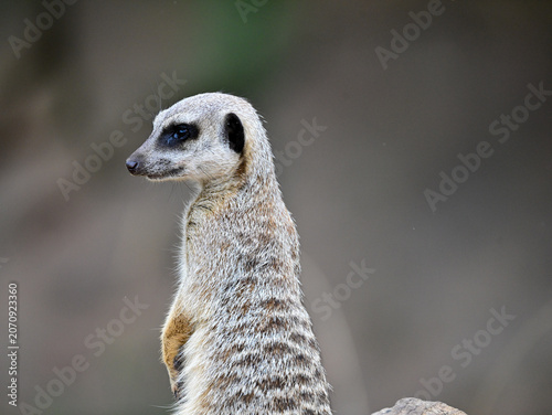 Fotografie Suricata de perfil