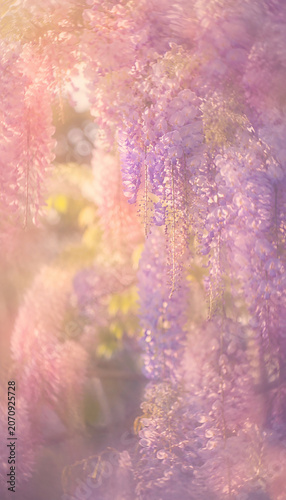 Wisteria Floral Background with Soft Pastel Light