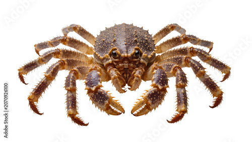 Konstfotografi Isolated spiny king crab or snow crab with rough textured shell and detailed leg