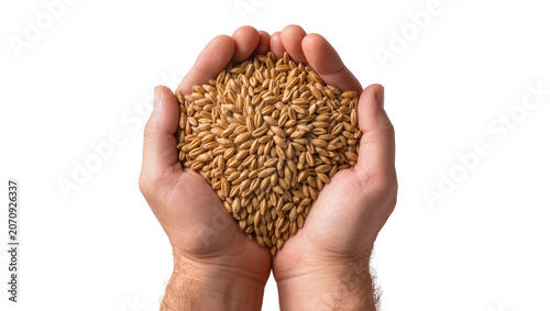 Quadro su tela Isolated human hands holding a generous pile of golden grain symbolizing agricul