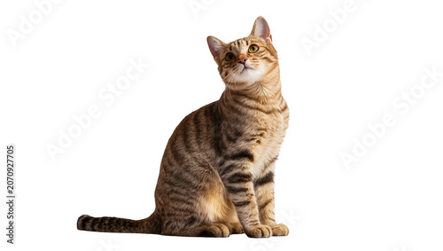 Konstfotografi Isolated curious young domestic tabby cat sitting patiently and looking upward w