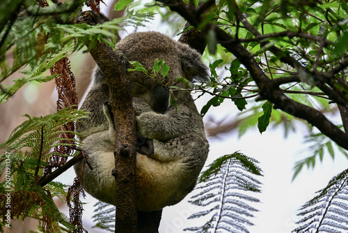 Foto Koala de cuerpo completo durmiendo