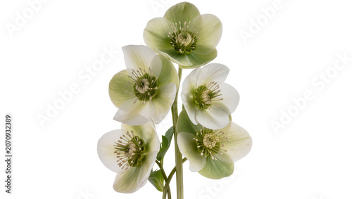 Tableau sur toile Isolated elegant light green and white Hellebore flowers with delicate petals and stamens