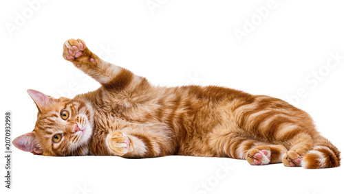 Fotografía Isolated playful orange tabby cat lying on its back with one raised paw, looking