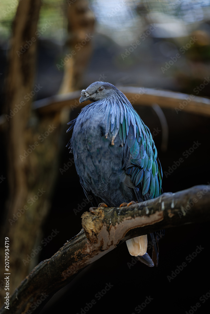 Obraz premium Nicobar pigeon perching on branch in habitat