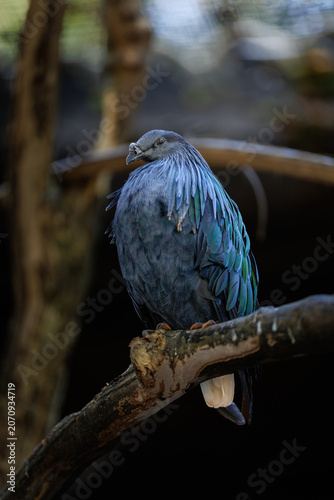 Nicobar pigeon perching on branch in habitat