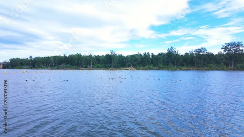 Footage of a large flock of Eurasian Coots paddling and foraging for food in the Nepean River near the Western Sydney city of Penrith in New South Wales, Australia