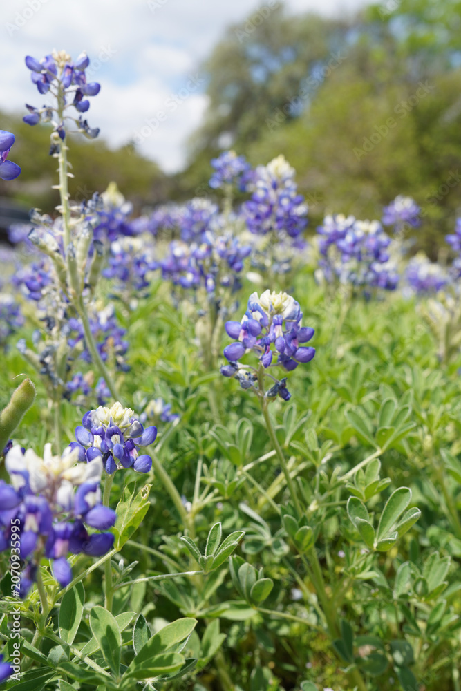 Fototapeta premium flowers, bluebonnet