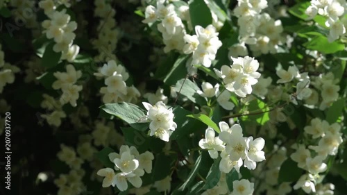 White jasmine flowers on a branch. A close-up of blooming jasmine with vibrant green leaves gently swaying - an image of purity and natural beauty.