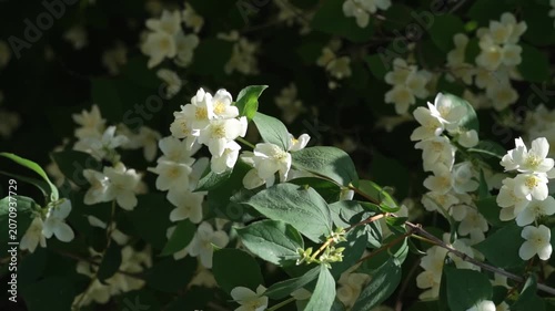 White jasmine flowers on a branch. A close-up of blooming jasmine with vibrant green leaves gently swaying - an image of purity and natural beauty.