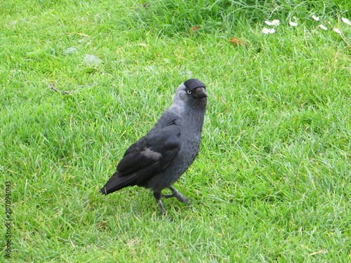 Close up of a beautiful Western Jackdaw with black and grey feathers in Amsterdam, Netherlands.