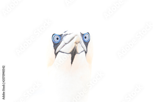 basstölpel sula bassana gannet