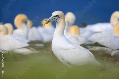 basstölpel sula bassana gannet