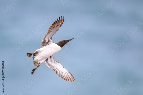 trottellumme Uria aalge guillemot