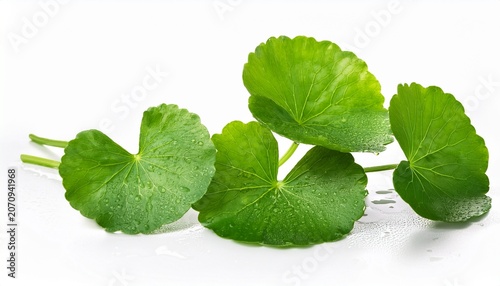 fresh green centella asiatica leaves with water droplets isolated on white background