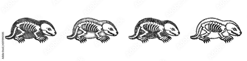 Fototapeta premium Sketch monochrome mole skeleton icon design set
