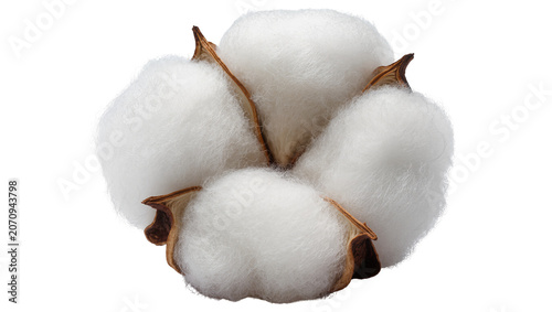 Foto Isolated fresh natural fluffy white cotton boll with rustic brown dry husk showi