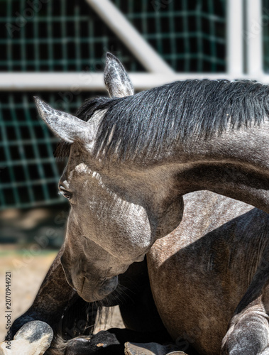 Grey Horse Lying Down Close Up