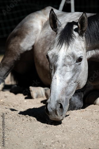 Portrait of a Grey Horse Lying down