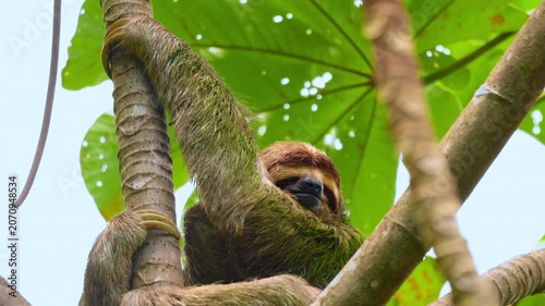 A three-toed sloth with distinctive green algae-covered fur clings to branches in a cecropia tree. The mammal rests peacefully among large tropical leaves in the rainforest canopy.