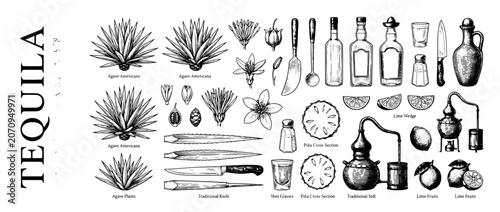 Engraved illustration set featuring tequila production with traditional tools and diverse agave plants in a detailed vector style