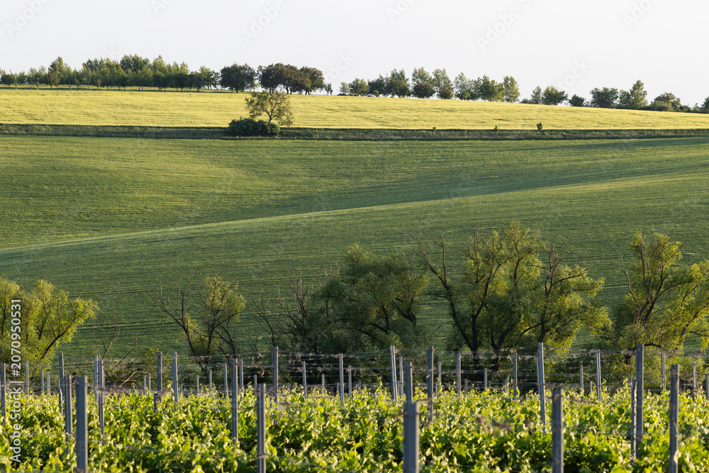 Obraz premium vineyard in early summer in Czech Moravia