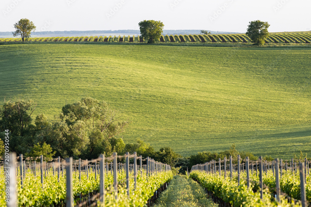 Fototapeta premium vineyard in early summer in Czech Moravia