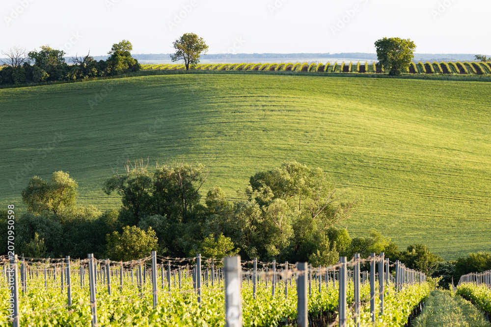 Obraz premium vineyard in early summer in Czech Moravia