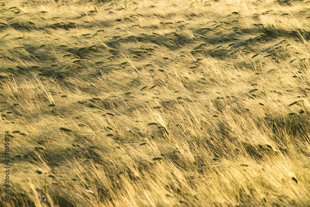 Obraz premium golden wheat field in sunset light