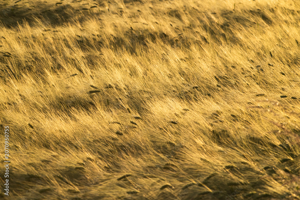 Obraz premium golden wheat field in sunset light
