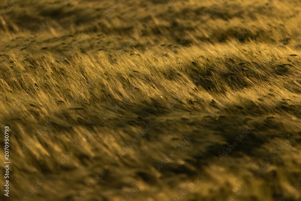 Obraz premium golden wheat field in sunset light