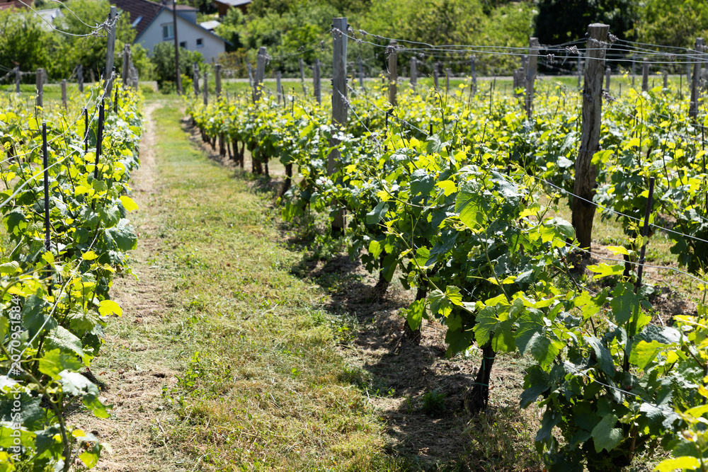 Fototapeta premium vineyard in early summer in Czech Moravia