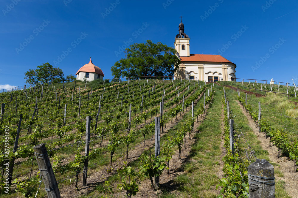 Fototapeta premium church in middle of a vineyard in Moravia