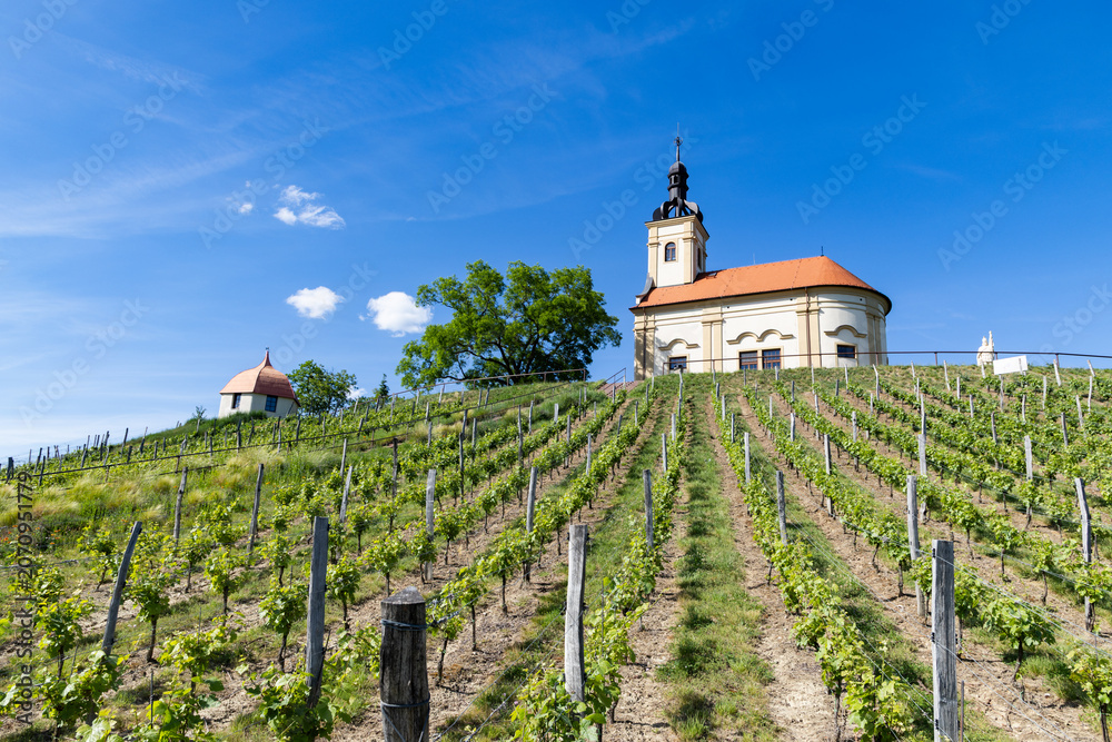 Fototapeta premium church in middle of a vineyard in Moravia