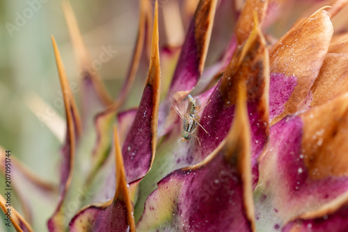 Φωτογραφία Fly on cardoon flower in Tenerife, Canary Islands