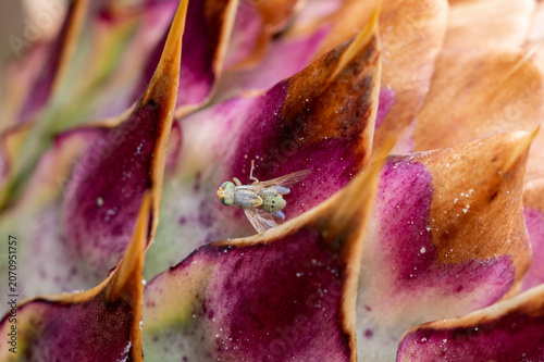 Obraz na plátně Artichoke fly on cardoon flower in Tenerife, Canary Islands