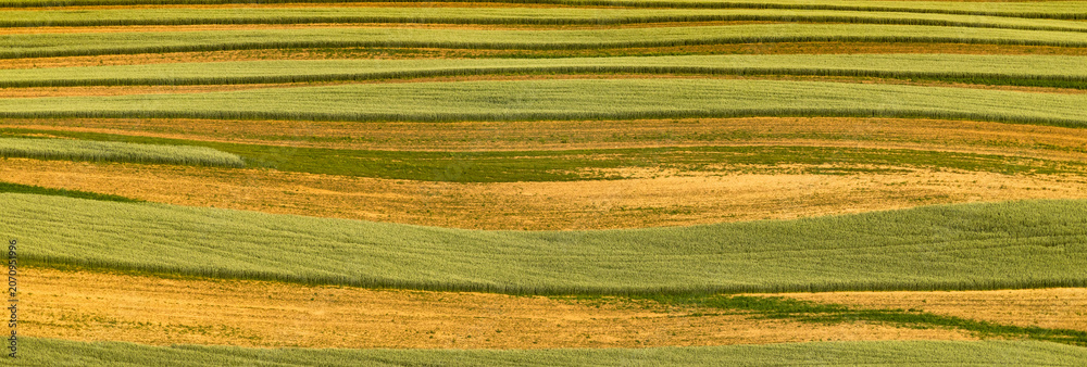Obraz premium rolling green fields in early summer in Czech Moravia