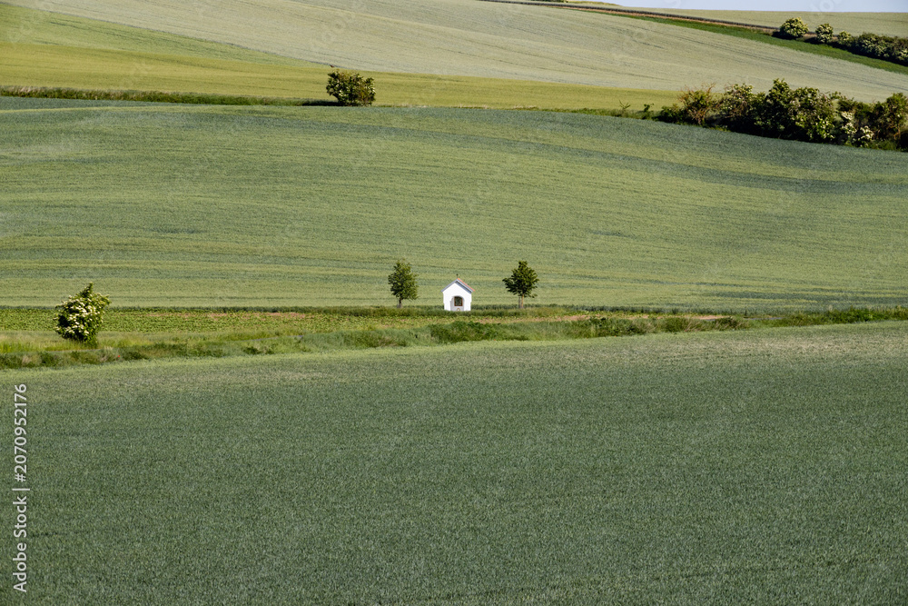 Obraz premium rolling green fields in early summer in Czech Moravia